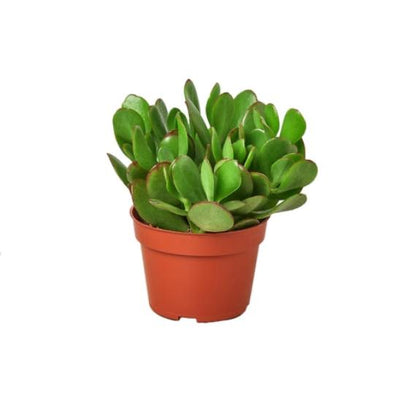 Crassula 'Jade' – Classic Succulent with Beautiful Green Leaves