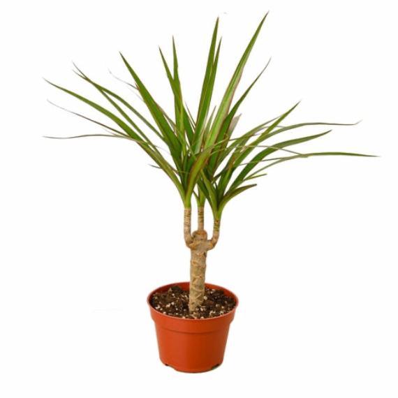 Dracaena Marginata Cane (Dragon Tree) – Durable Indoor Plant with Variegated Leaves