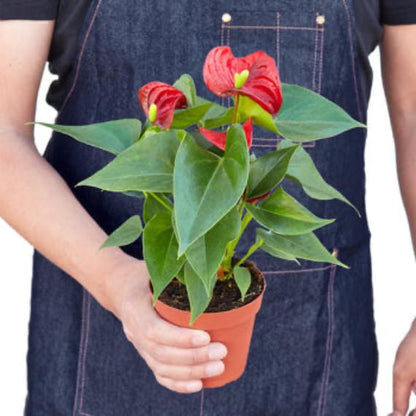 Anthurium 'Red' (Anthurium andraeanum) – Vibrant Flamingo Flower with Glossy Leaves