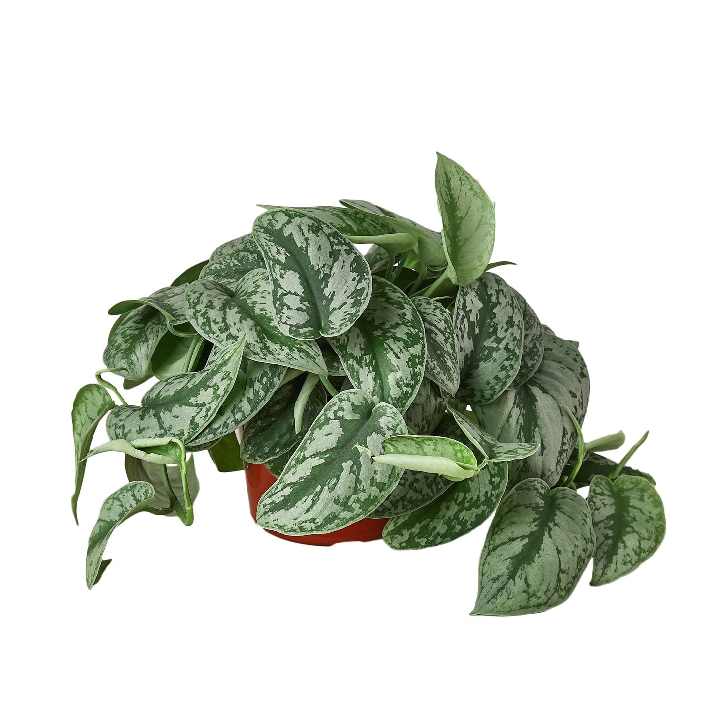 Scindapsus Pictus 'Exotica' - Large-Leaf Silver Pothos