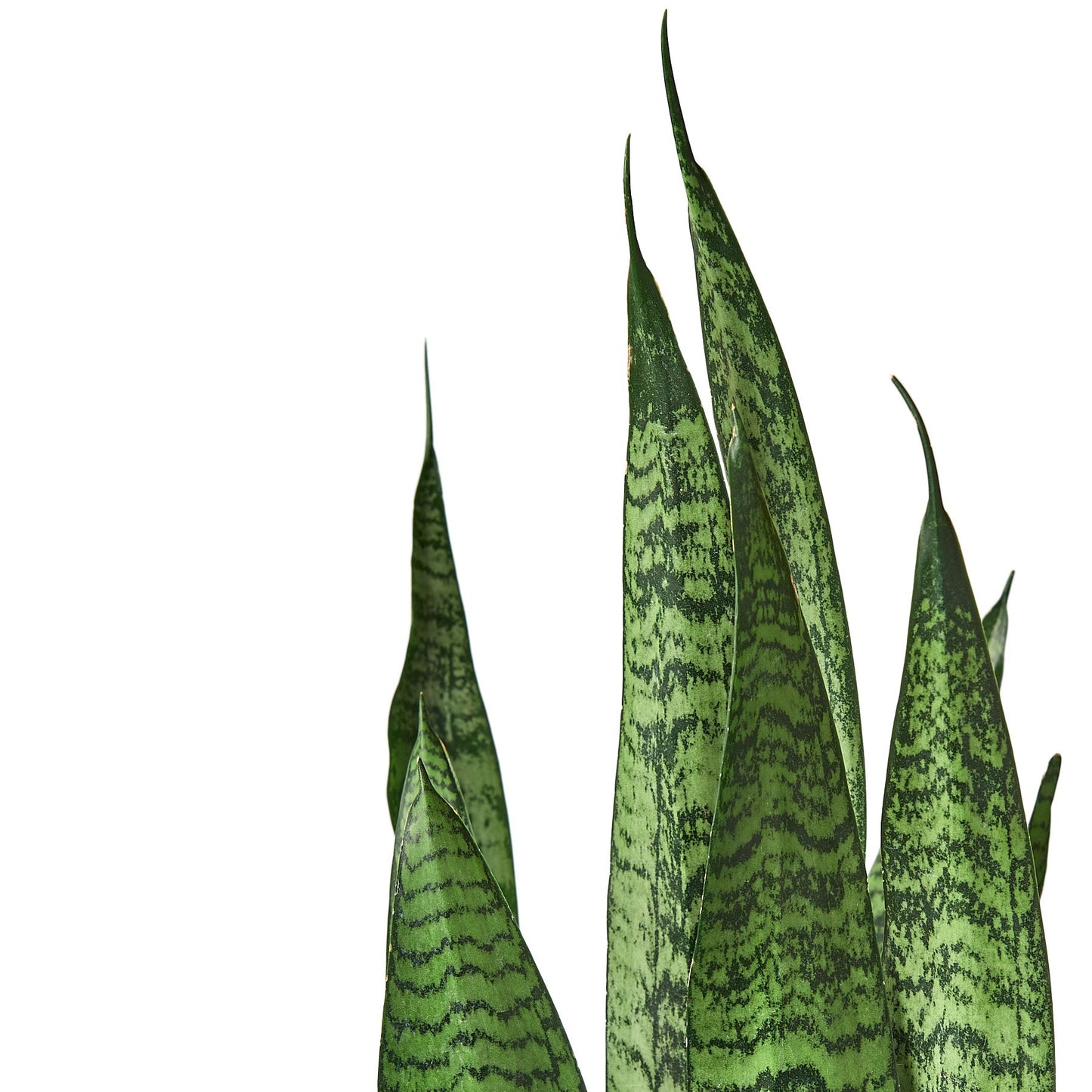 Snake Plant 'Zeylanica' (Sansevieria trifasciata) – Hardy Air-Purifying Houseplant