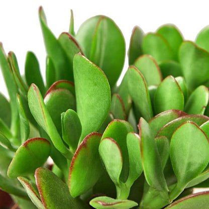 Crassula 'Jade' – Classic Succulent with Beautiful Green Leaves