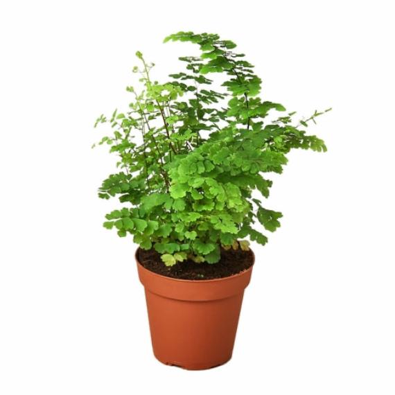 Maidenhair Fern (Adiantum capillus-veneris) – Elegant Houseplant with Delicate Leaves